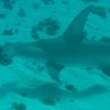 Scuba Diving on the Little Corn Reef